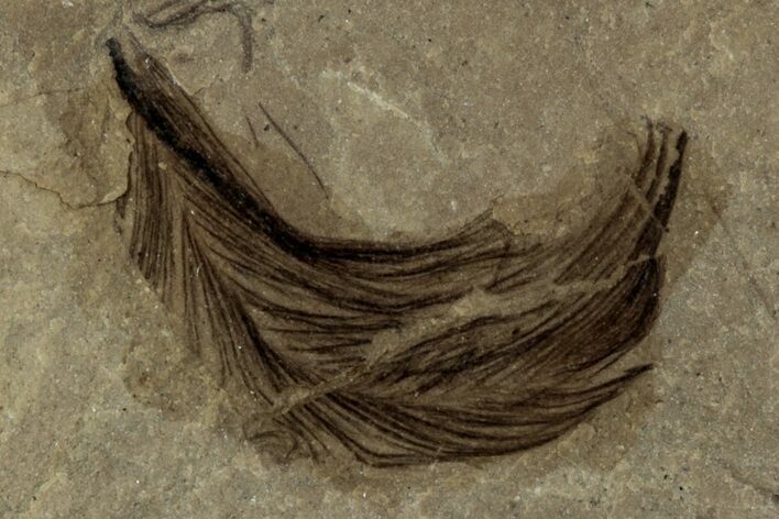 Detailed Fossil Feather - Green River Formation, Utah #356669